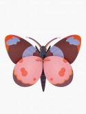 Bellissima Butterfly