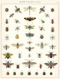 Affiche Insectes