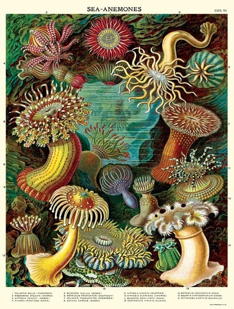 Affiche Anemones de Mer