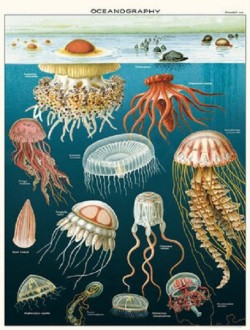 Affiche-OCEANOGRAPHY