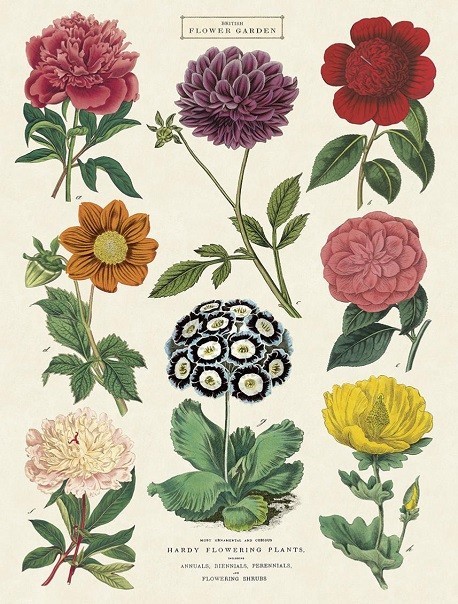 Affiche Botanique 2