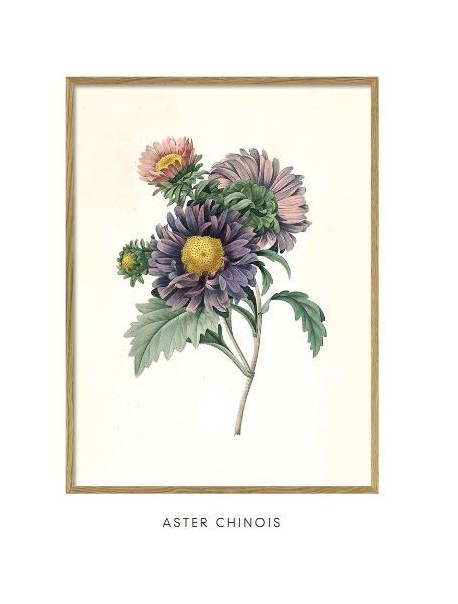 cadre-Aster chinois