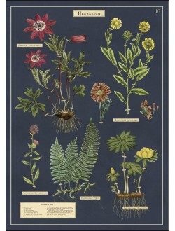 Affiche Herbarium