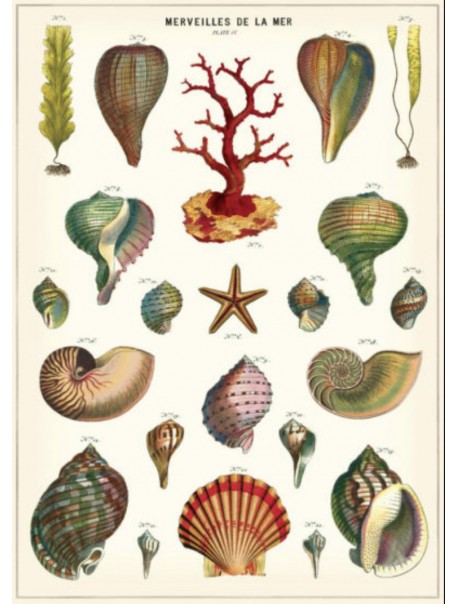 Affiche Coquillage - Merveilles de la mer