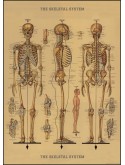 Affiche Squelette