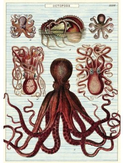 Affiche Octopus 
