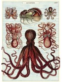 Affiche Octopus 