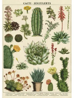 Affiche -Cacti-succulents
