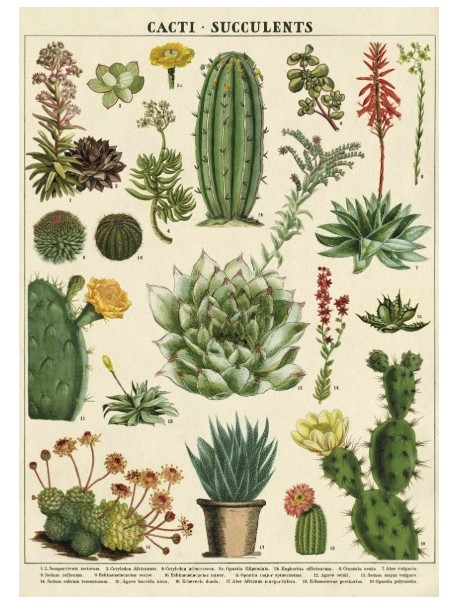 Affiche succulentes et cactus