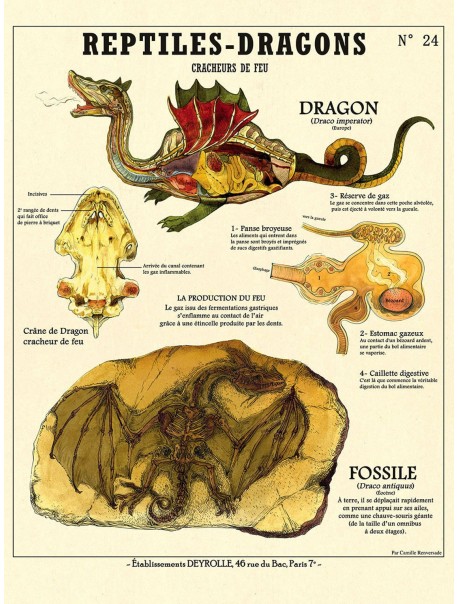 Affiche Métamorphe - Le Dragon Occidental